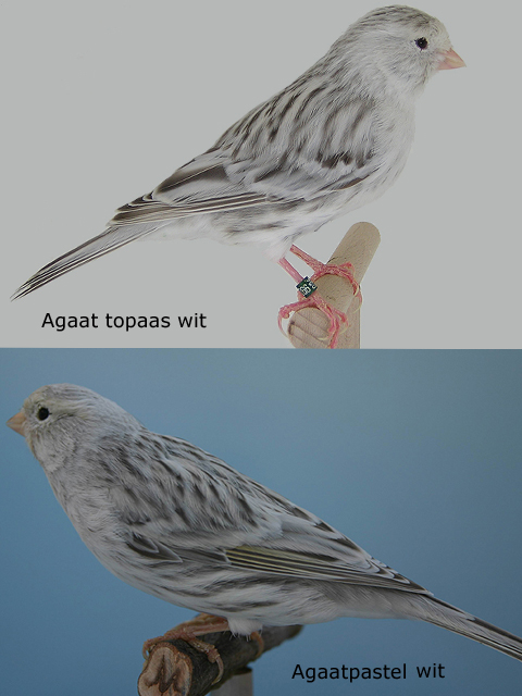Agaat wit en Agaatpastel wit