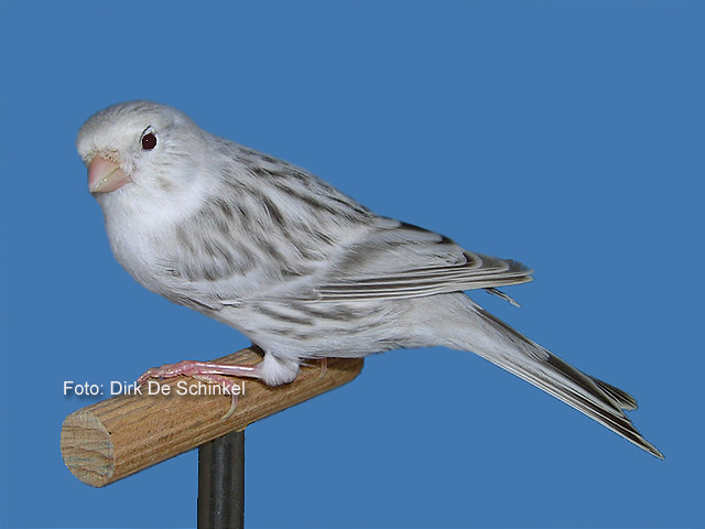 De topaas