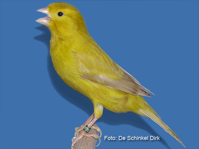 Kan men vitamine te veel geven ?
