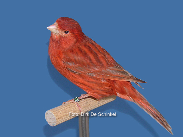 De nieuwe standaard voor een aantal kanarie kleuren