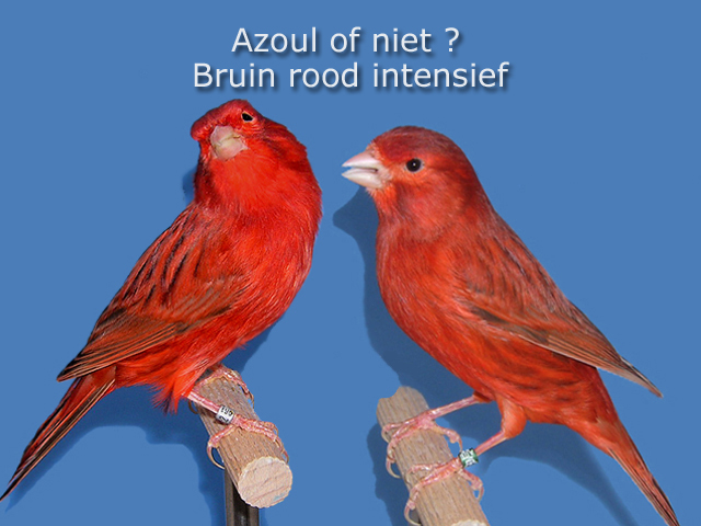 Tekening zwart en bruin reeks
