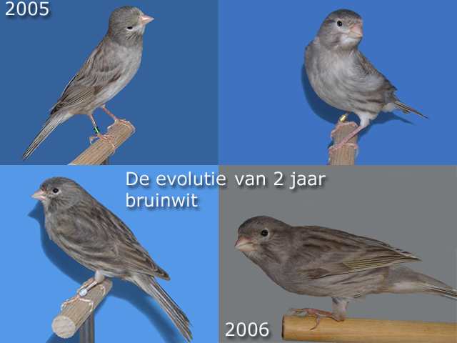 juiste naamgeving van de vogel