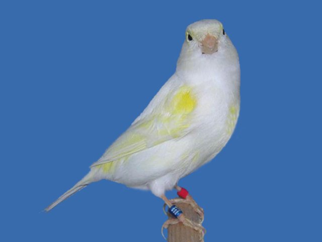 De Geel mozaiek Type 1