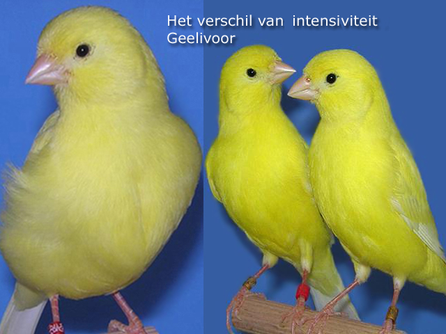 Opserveren en beslissen