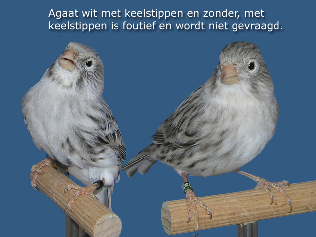 Ontsmetten noodzakelijk