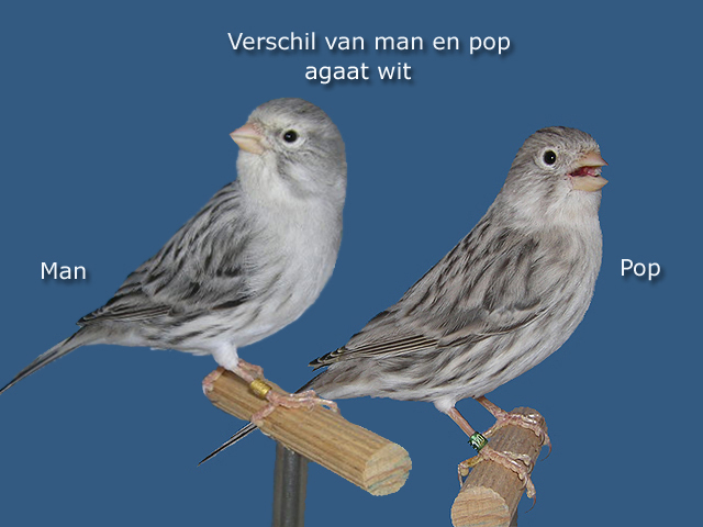 Dit koppel wil niet koppelen!