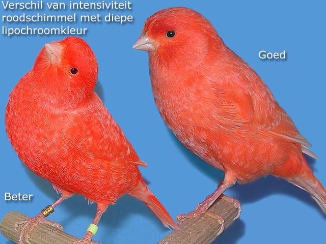 Red performance of canaries