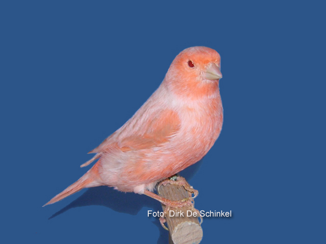 Deel 2: Afstamming van onze vogels