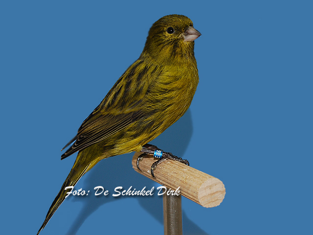 De klassieke melanine in de zwartreeks