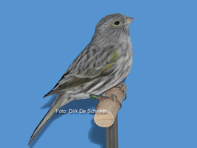 Bac - tov stabilizer voor vogels