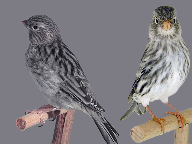 Alaserine