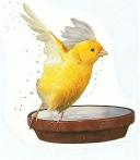 Het koppelen van vogels nadat de kweekvoorbereidingen zijn voltooid
