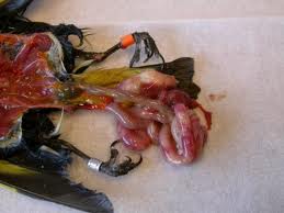 Deel 9: Cocidiose of atoxoplasmose?