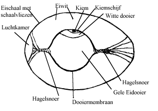 Deel 4: Topografie van een vogel