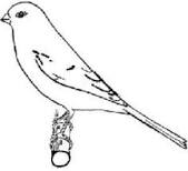Tip 11: Foutieve houding bij kanarie vogels
