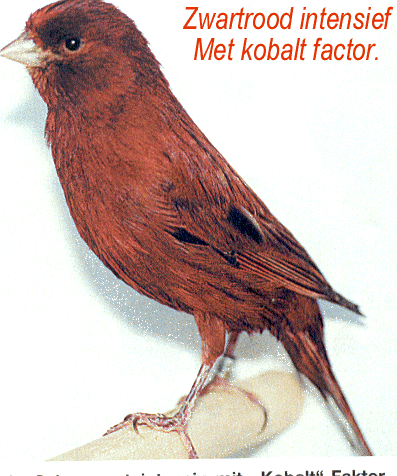 De kobalt factor