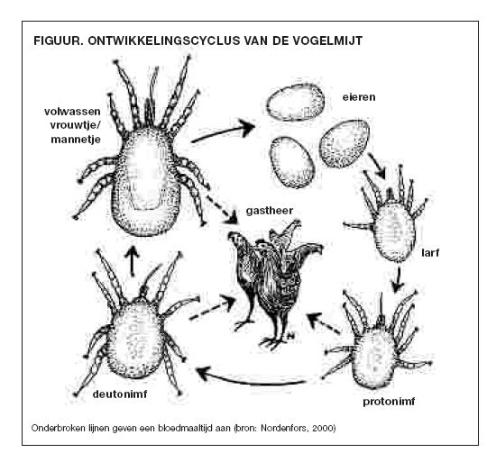 Fumigatie