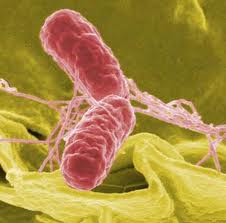 Acute Salmonella