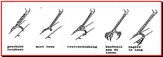 Fouten in de hoorndelen