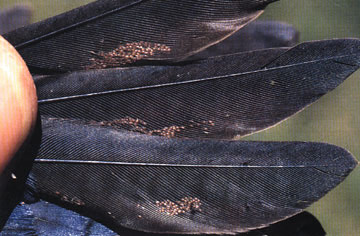 Feather mites or feather lice