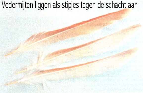 Vedermijten of vederluis