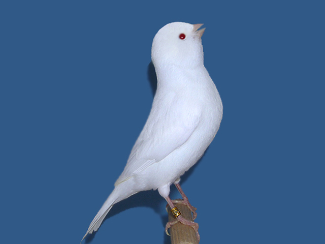 Cursus deel 1: Het Voorblad