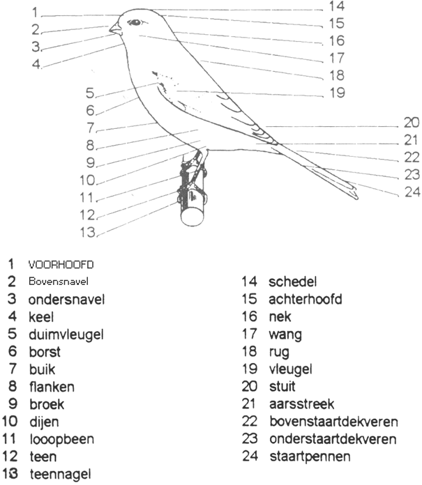 Cursus Deel 22: De Kanarievogel