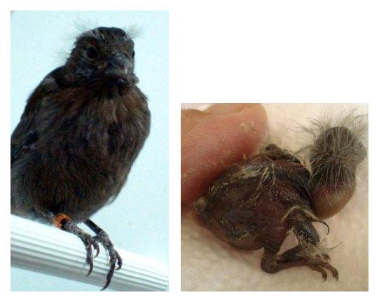 Piel Negra (Zwarthuid kanarie)