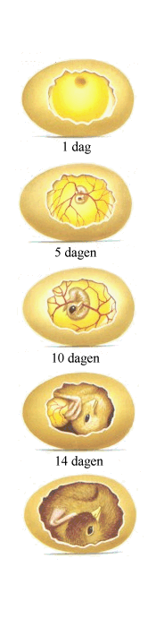 Meer over het ei