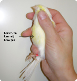 Vogels vastpakken