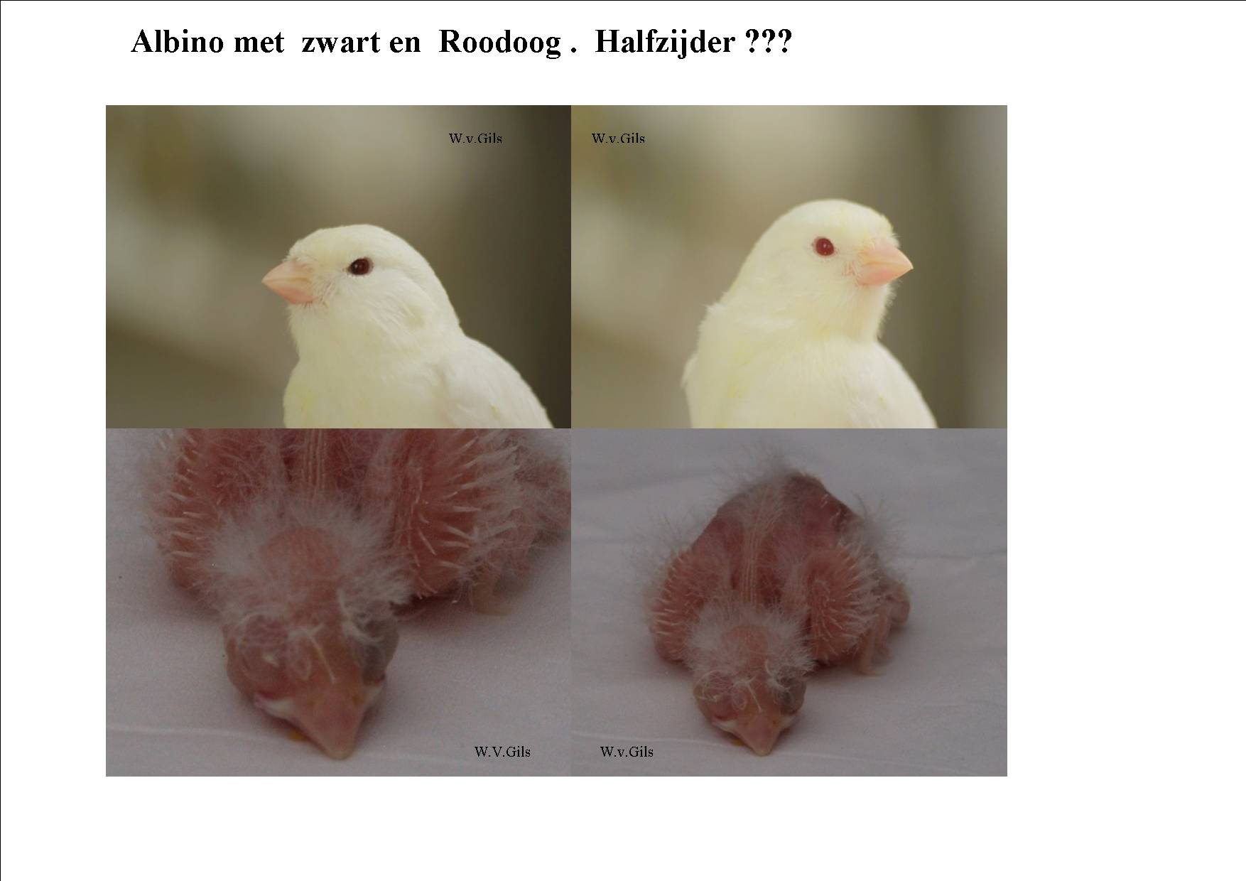 Kanarie met Rood en Zwart Oog
