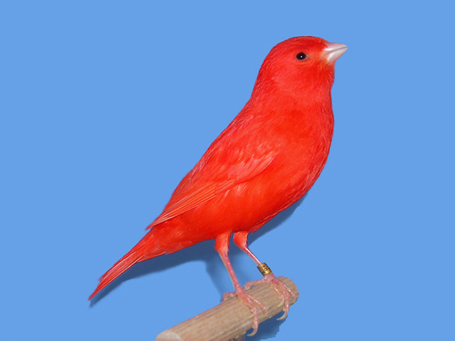 Rood opvoeren van kanaries