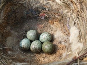 From Egg to Rings of Canaries