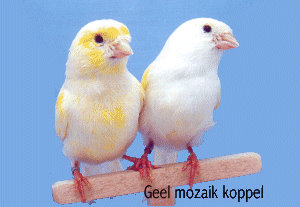 Kweken mozaieken, man of pop lijn